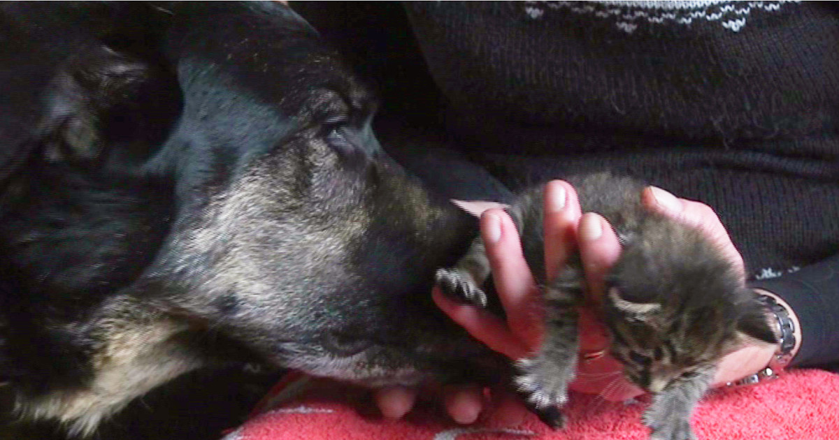 Vertederend, hond Lisa zorgt voor kittens na de dood van moeder kat