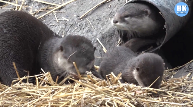 Reportage: Ottertjes Landgoed Hoenderdaell zien het daglicht