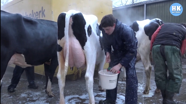 Reportage – Marijtje, Clara, Beppie en andere koeien op de Wintershow in Middenmeer