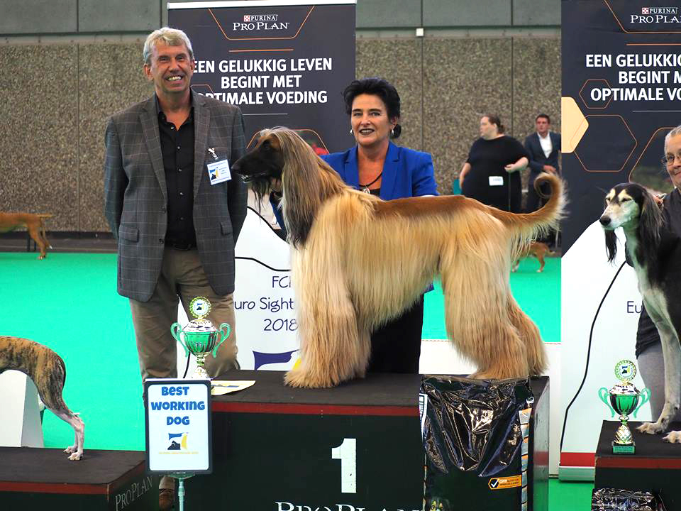 Rhett wereldkampioen Afghaanse windhond in de werkhonden klasse