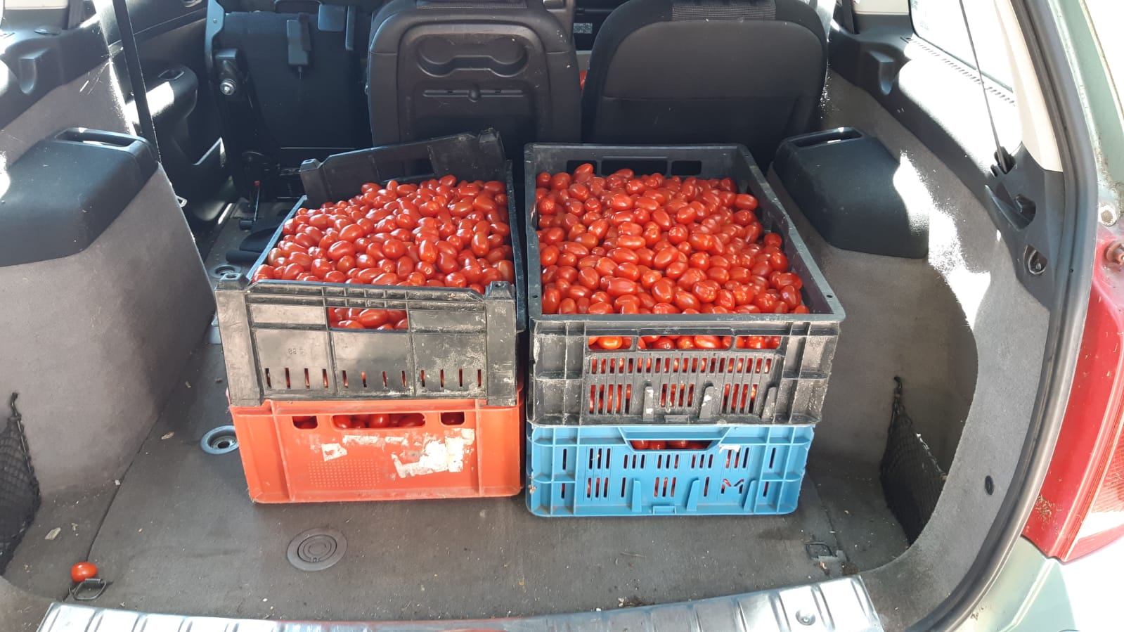 De gratis tomaten van Greenco vonden gretig aftrek