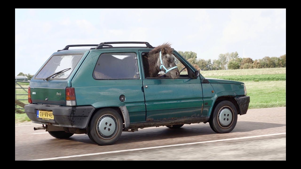 Pony in Fiat blijkt reclamestunt autohandelaar te zijn