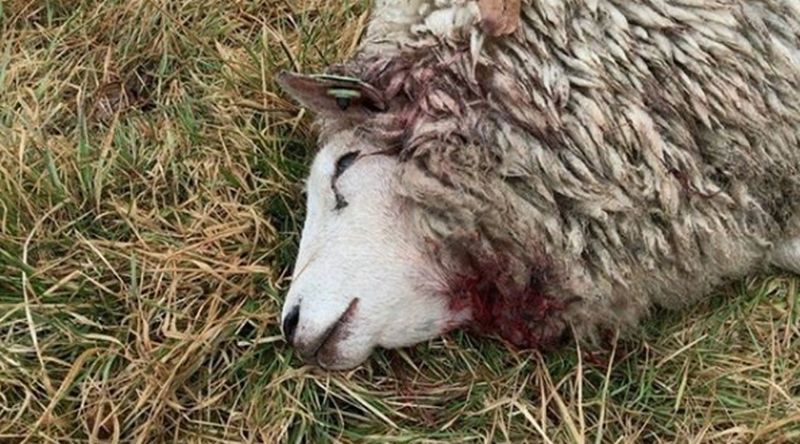 Dode schapen door losgebroken honden in Kolhorn