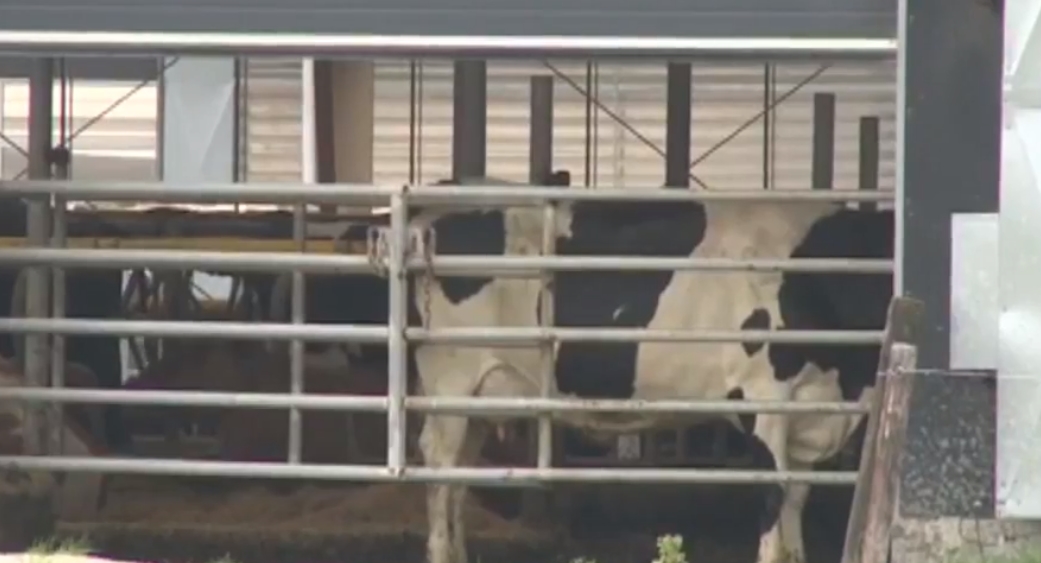Kijk live mee naar huppelende en dartelende koeien die weer naar buiten mogen
