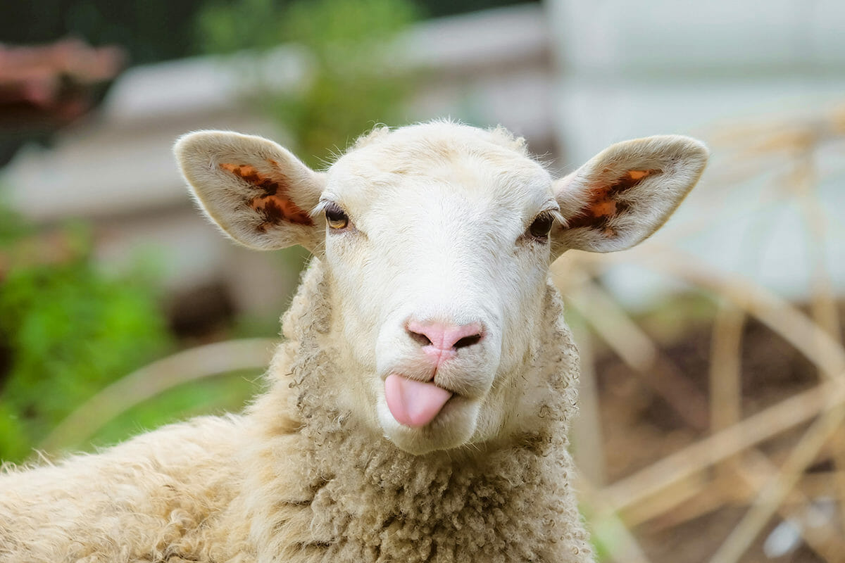 Mega schapenboerderij van maximaal 700 schapen in Nieuwe Niedorp