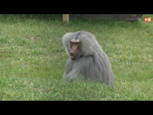 Welkomstfeest voor 15 bavianen in van Blanckendaell