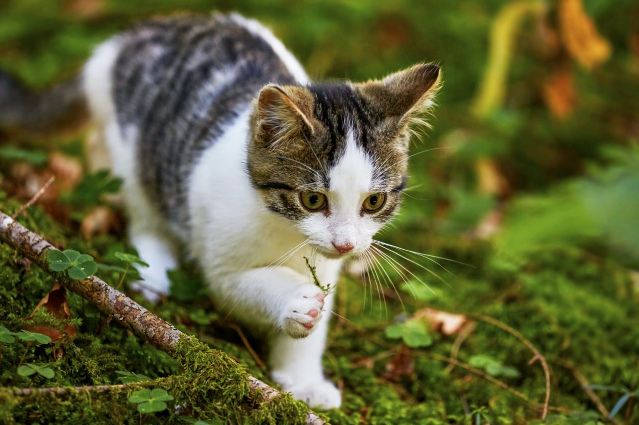 Dierenbescherming start asieldierencampagne ‘Voorkom verdriet, chip je kat’