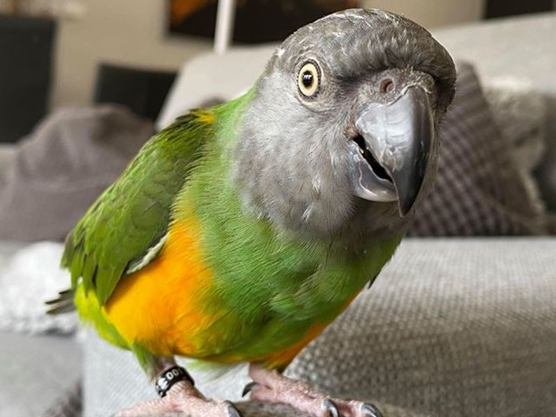 Wie heeft papegaai Kiwi gezien? Vermist in Middenmeer