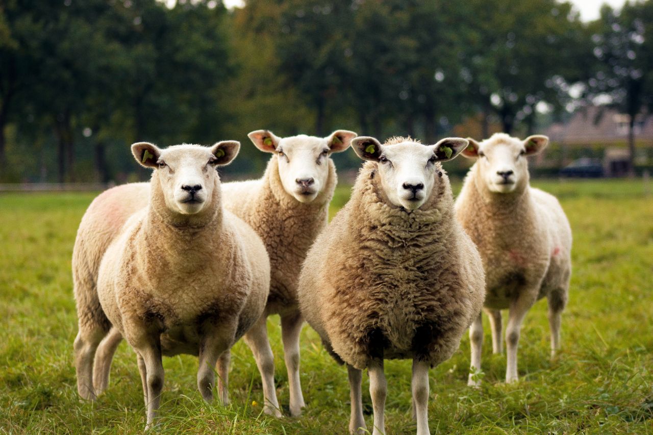 PvdD roept schapenboeren op om meer schaduwplekken te realiseren