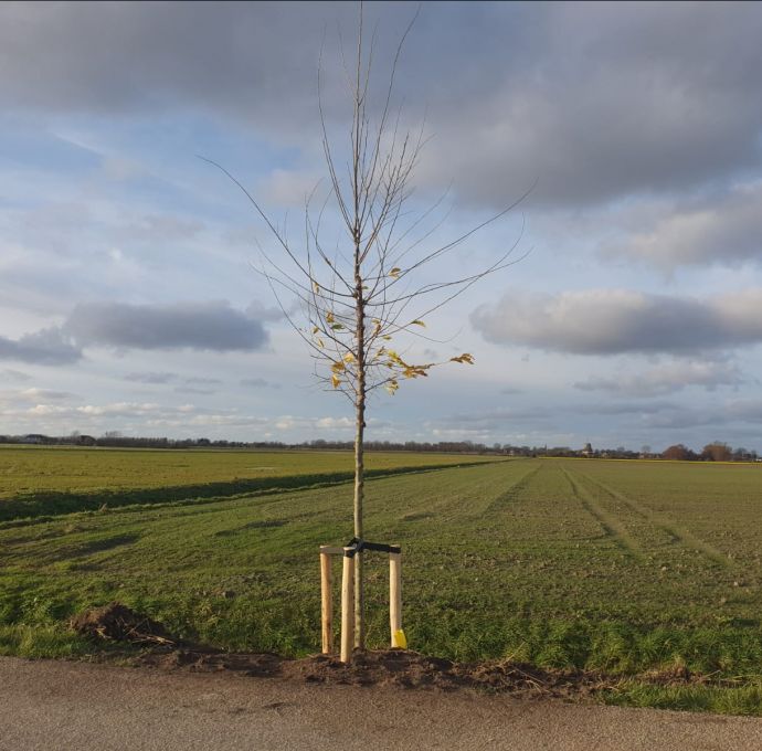 En hier gaat Hollands Kroon, mede dankzij inbreng inwoners, bomen planten