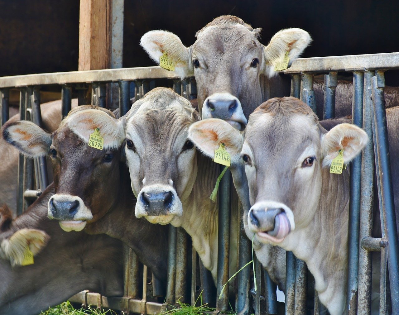 ‘Historische dag voor dieren in de veehouderij’, gebruik van kooien verboden