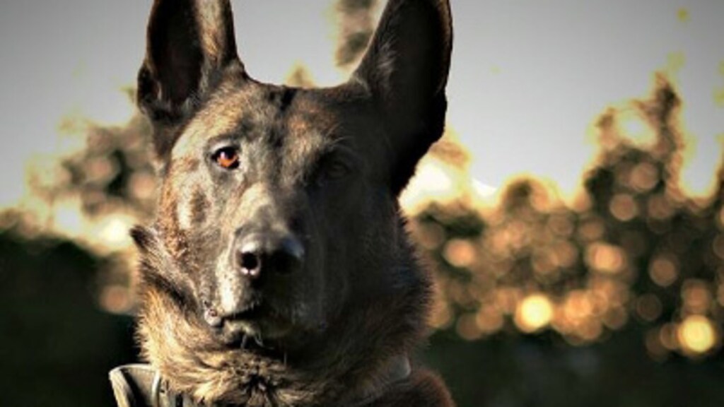 Politiehond Django is te slim voor 2 inbrekende Roemenen