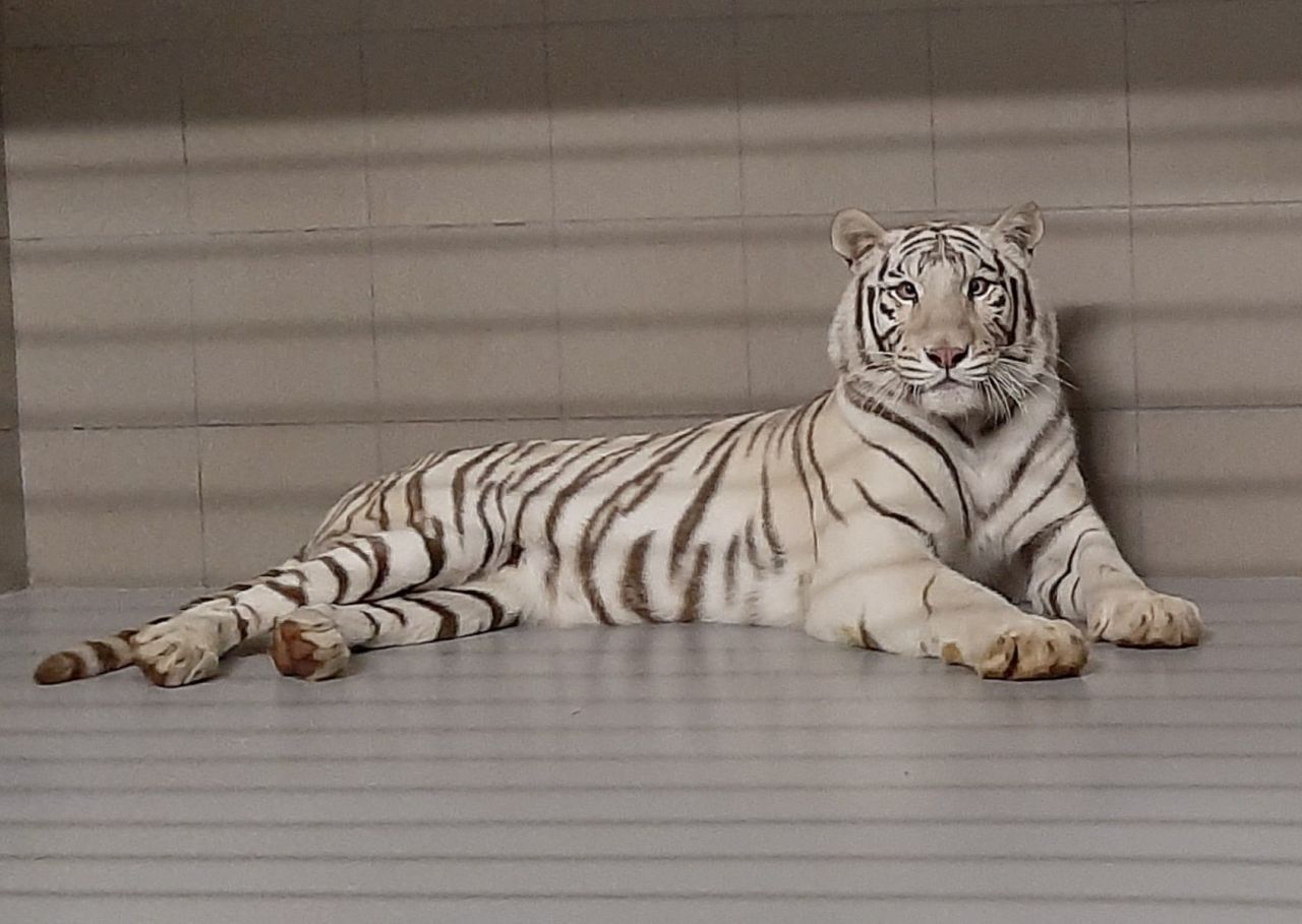 Stichting Leeuw haalt witte tijger Muba op uit Slowakije.