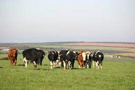 Nederlandse koeien in de wei